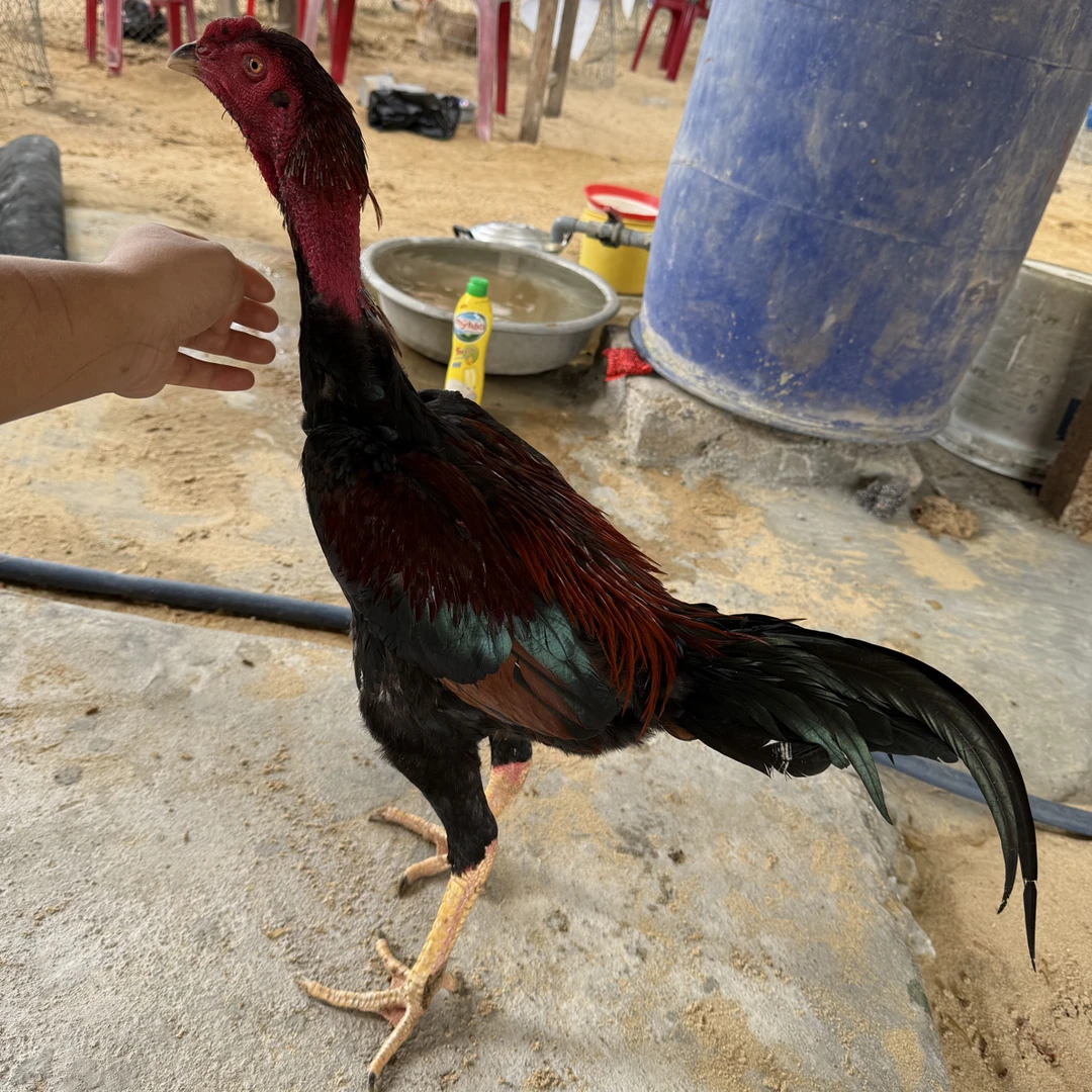 越南实地鬼子斗鸡