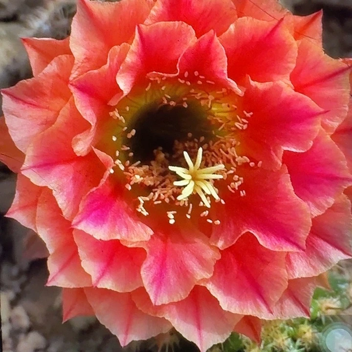 火焰超越侧芽5公分左右毛花柱