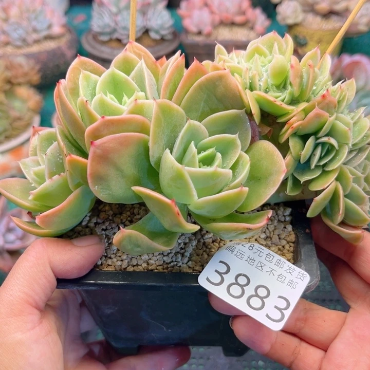 大3883，xvxvcvvvbn