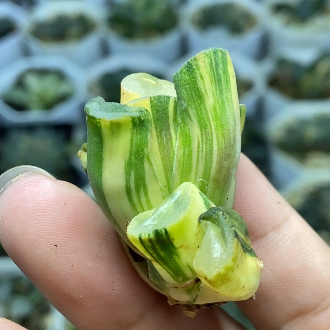 极上斑紫镜万象锦一物一拍