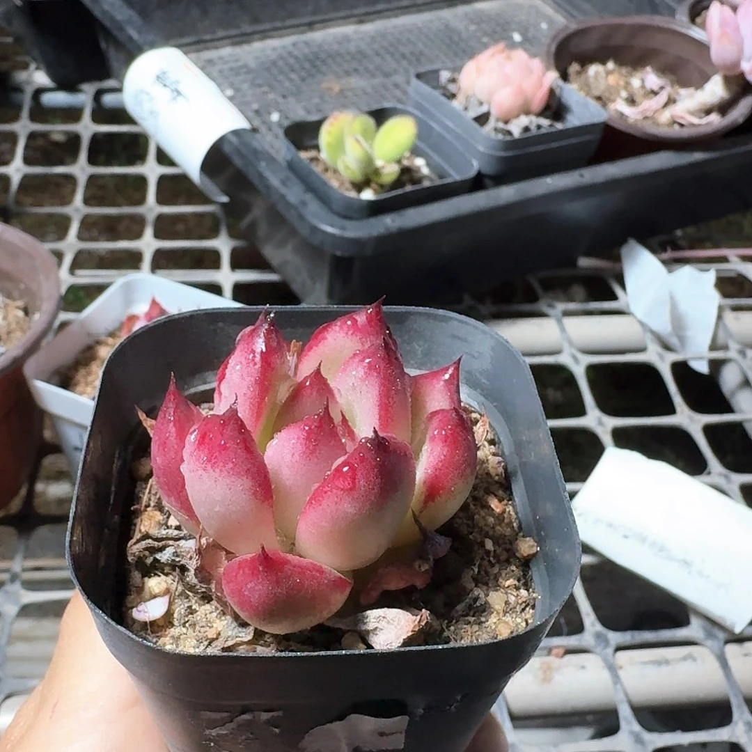 ?*宝多肉植物满20包邮