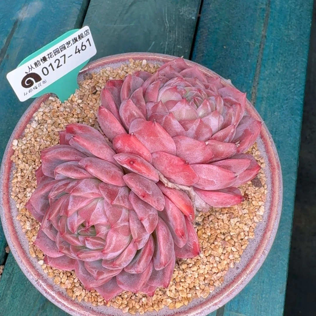 从前慢花园东云系0127-461