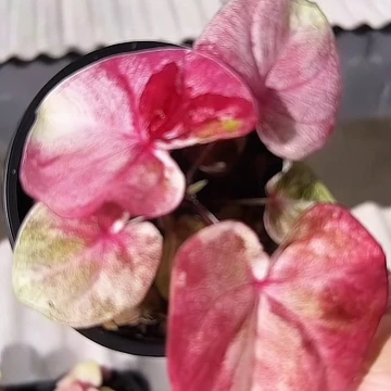 妮*632-0308白绯梦彩叶芋泰国发货