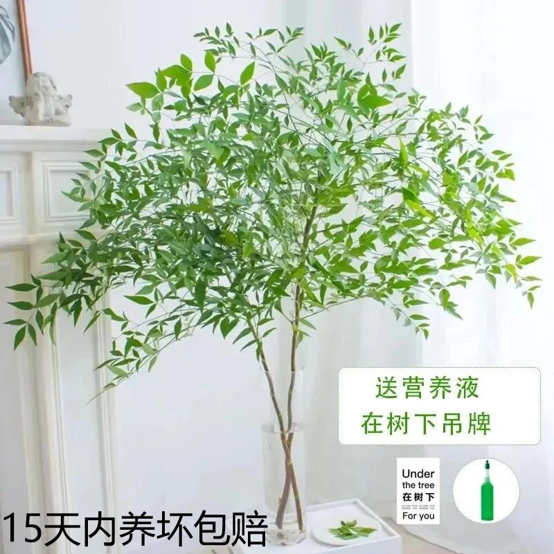 南天竹水培室内四季老桩懒人水培植物客厅绿植家庭书房卧室茶几