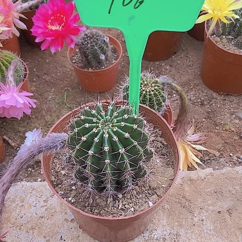 -***.仙人掌彩草106摘花脱土发货