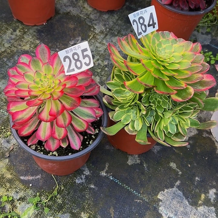 花**落00000000000284285