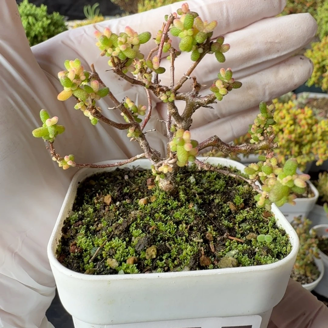 955糖球3号锦枝干