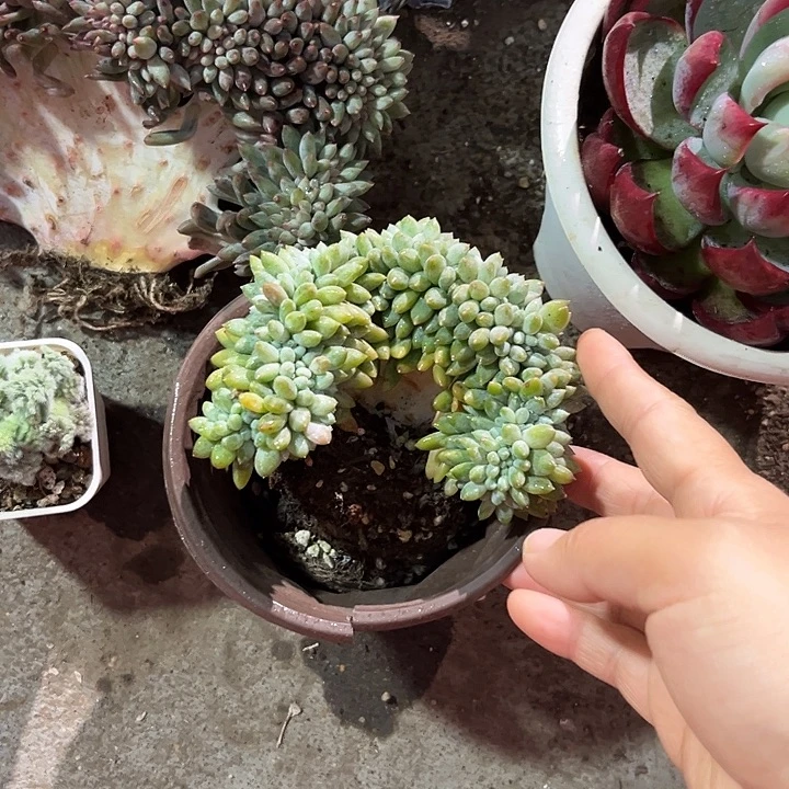 奶糖缀356888679997@kk