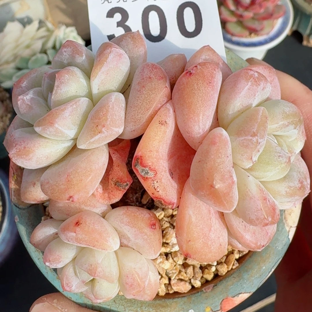 开播福利      愿你一路坦途，乘风破浪展宏图