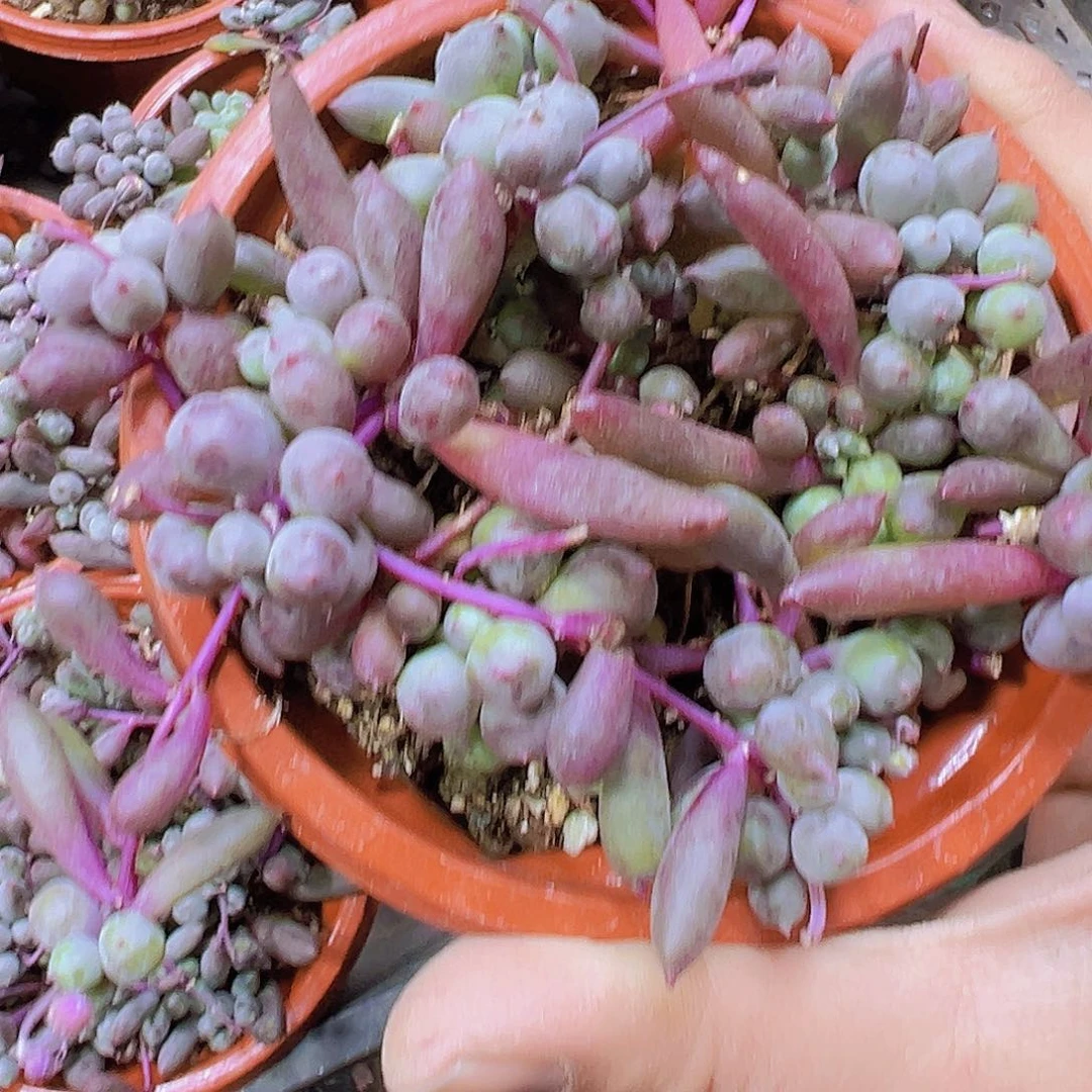 紫葡萄玄月19包邮