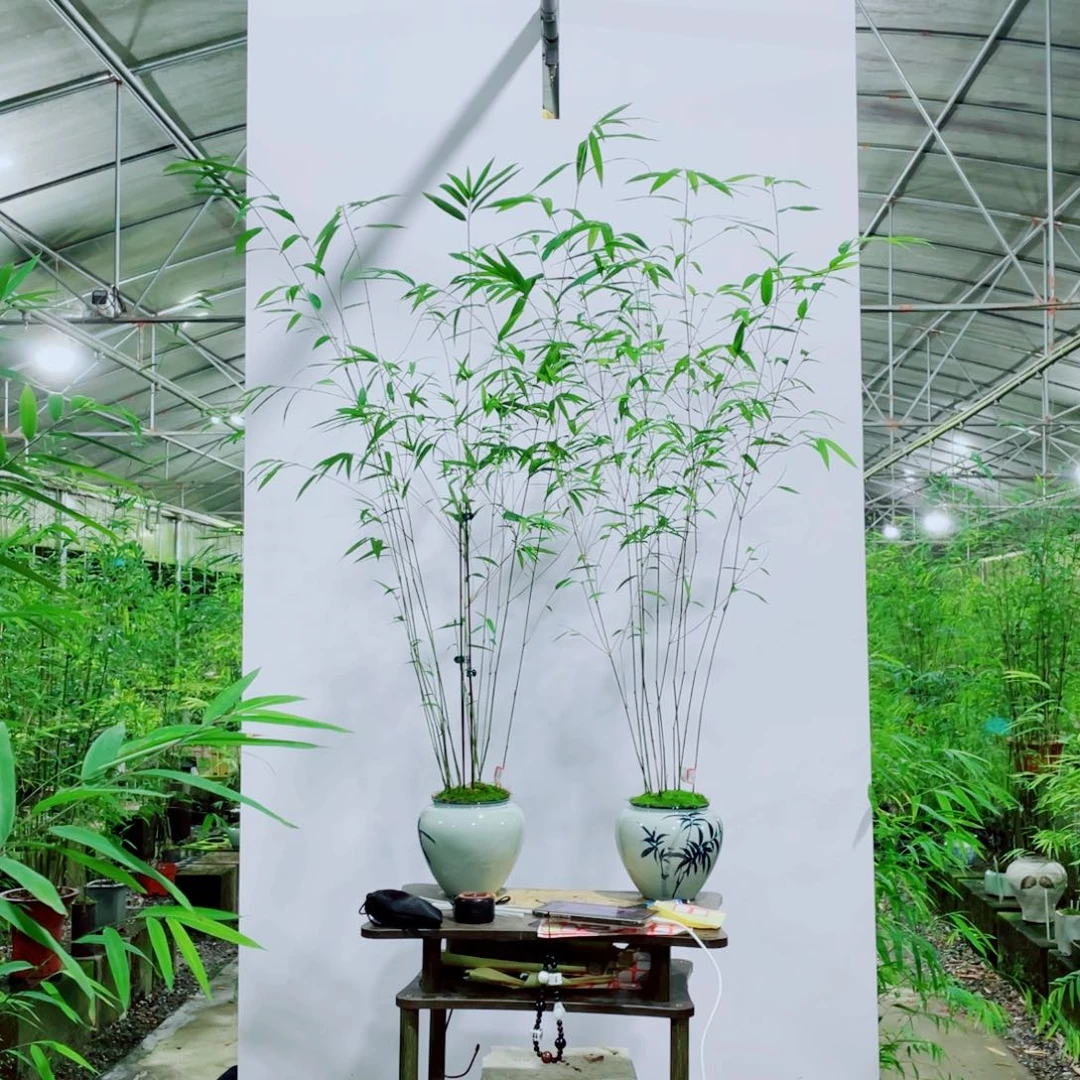 无花朵内门竹一物一拍两颗