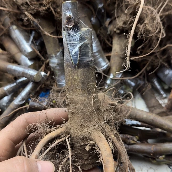 圣马特乌白头苗（不包活）