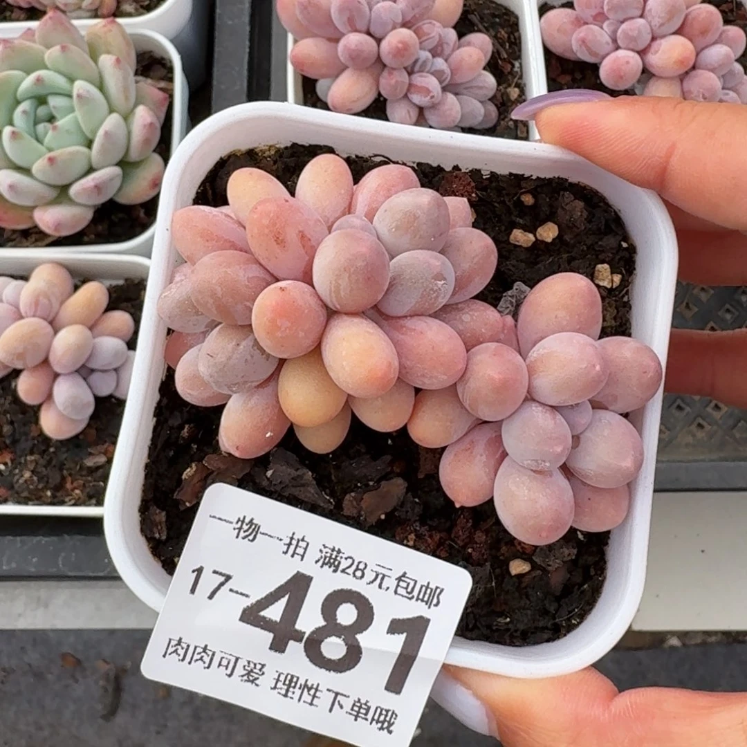 汤圆无盆土发货无