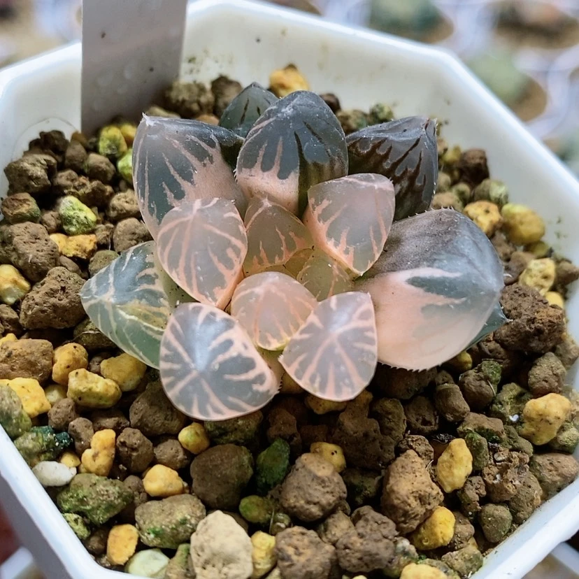 【闪购商品】138糊斑龙爪