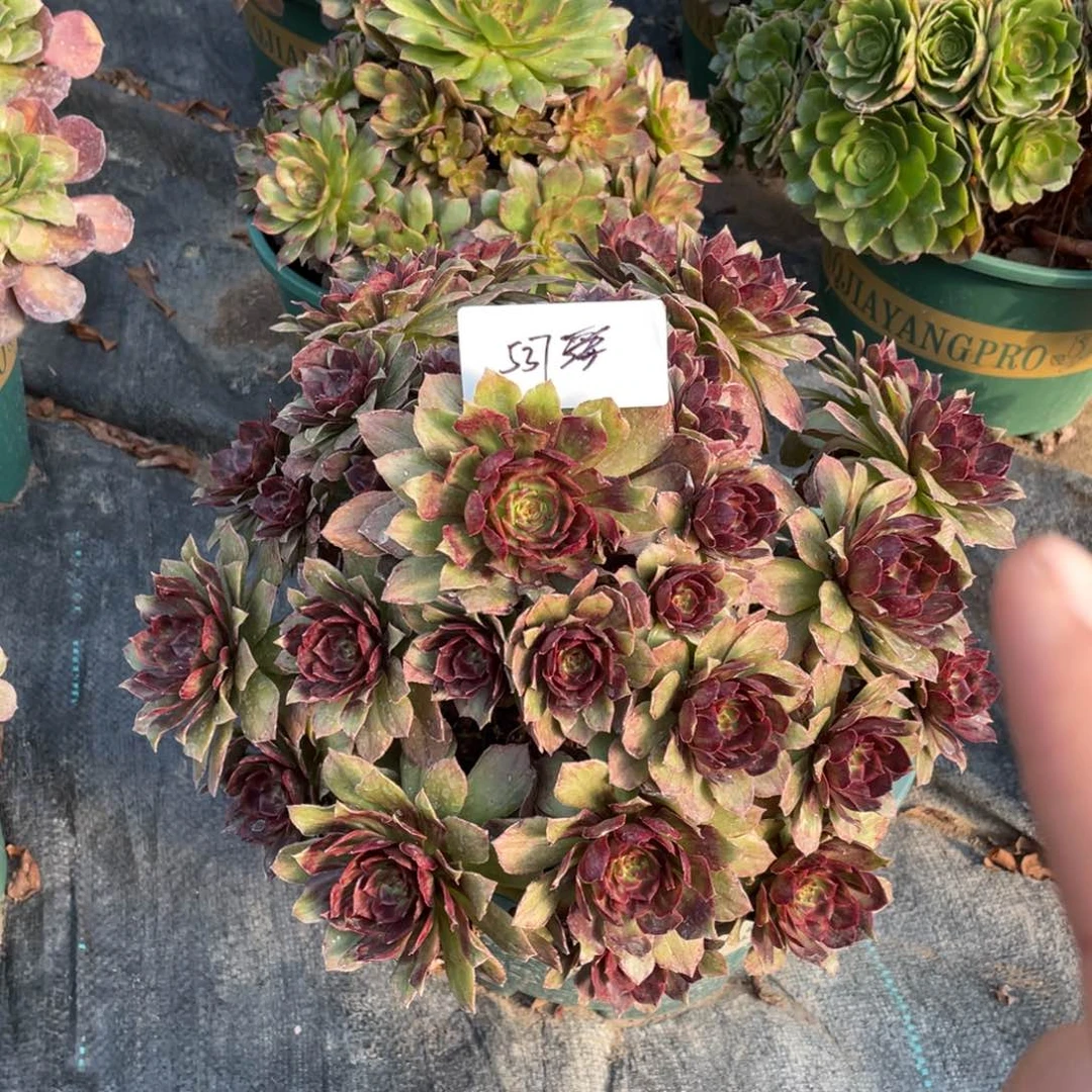 老五多肉537111111