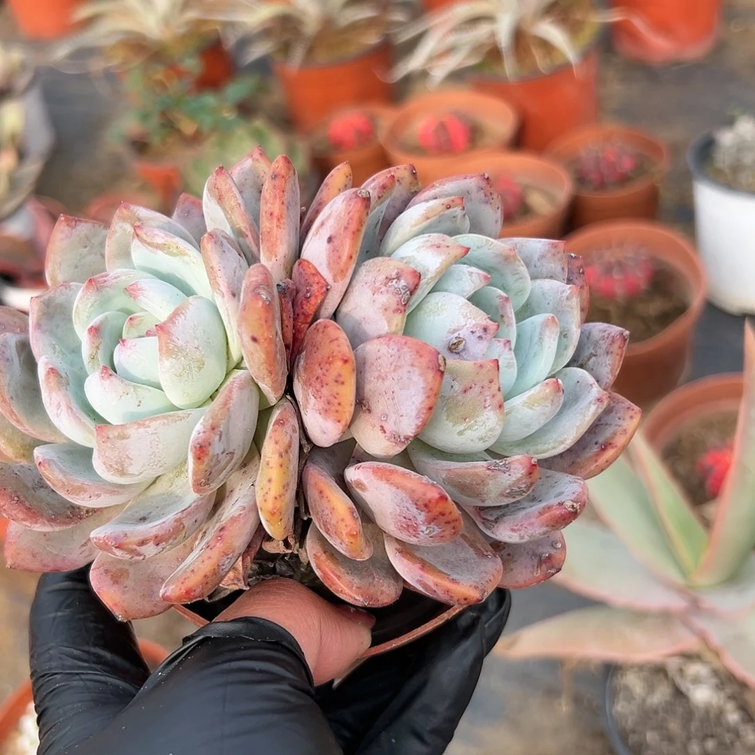 多肉植物多肉植物