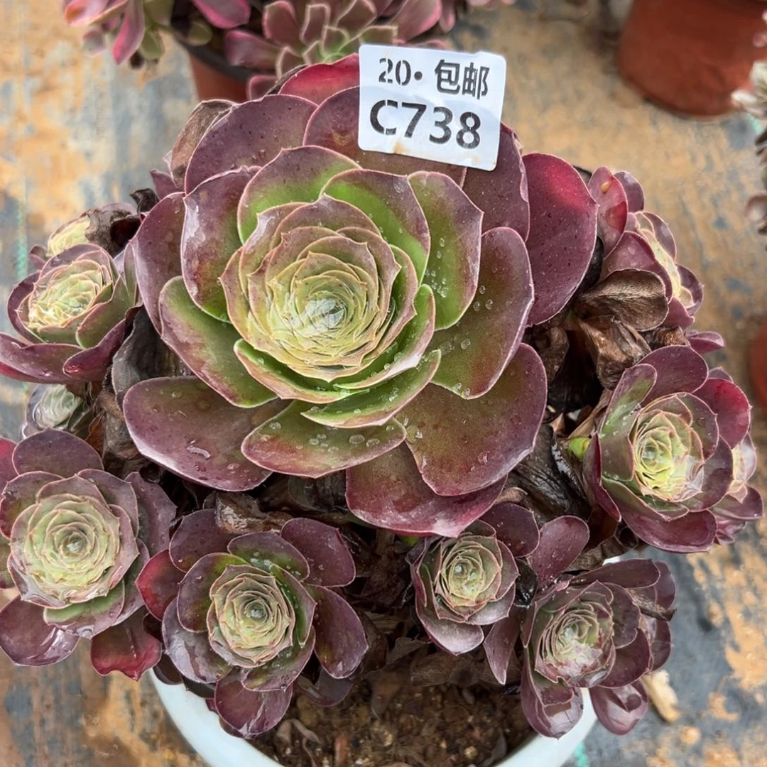 738魅金，多肉法师