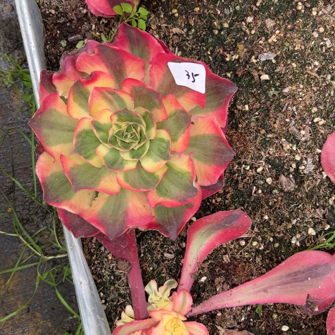 奶**猫35如意多肉植物系