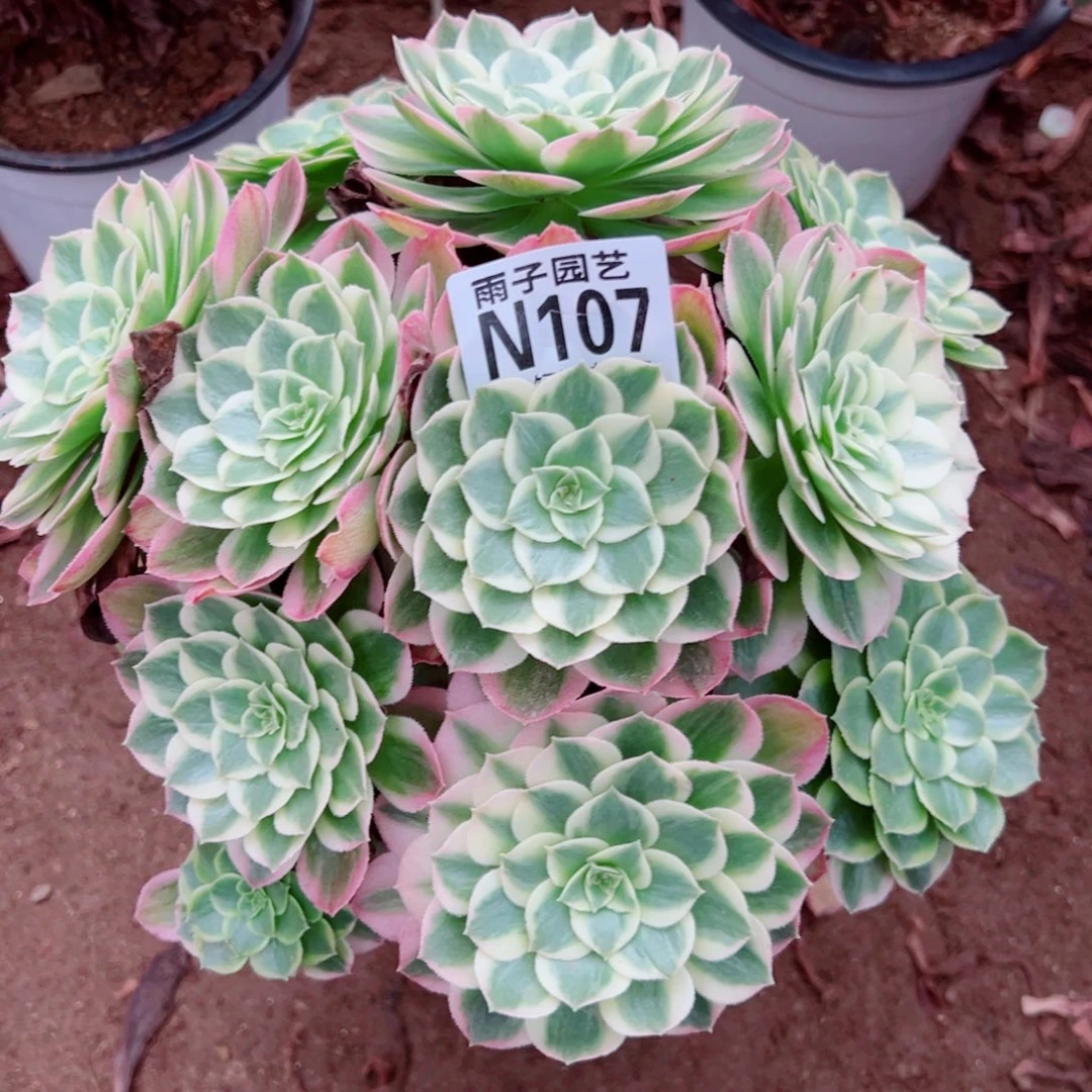 107海王尺寸20左右