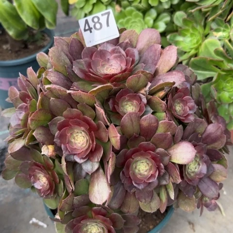 487万圣节有断枝25厘米左右