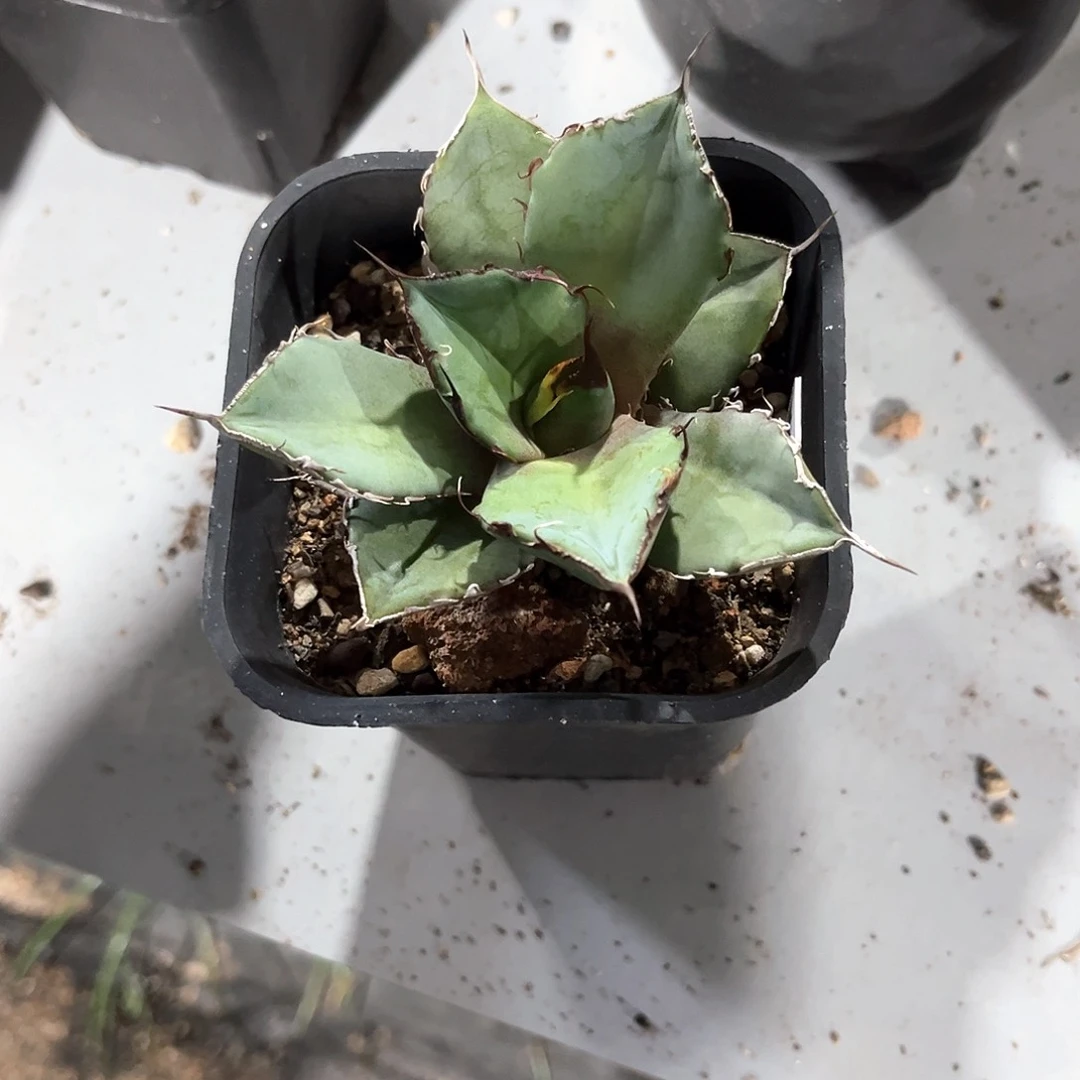 D*T龙舌兰黑豹随单10