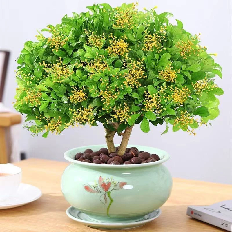 正宗香水米兰花盆栽四季开花阳台庭院好养易活净化空气吸甲醛绿植