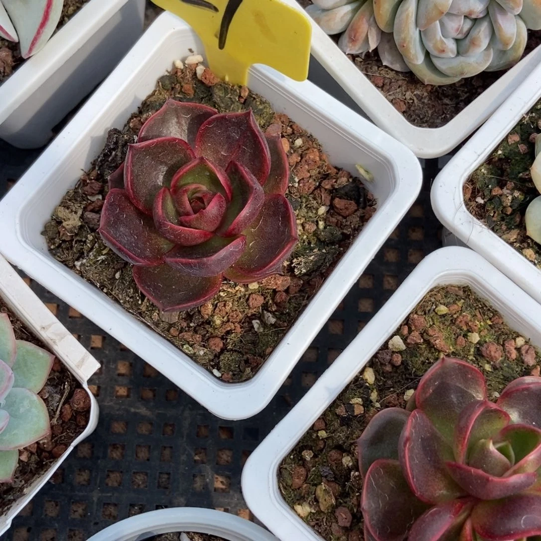 21红灯多肉植物保护