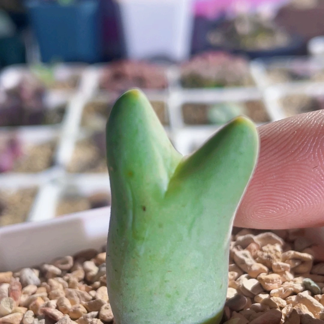 毛体龙猫体皮卡丘植物一物一拍