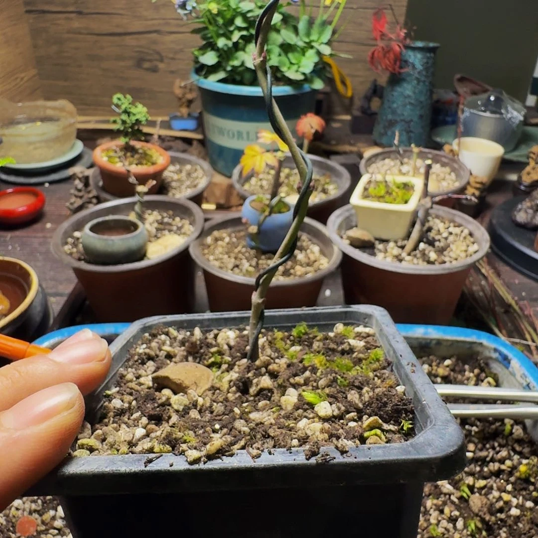 日本原生枫树扦插苗红千鸟