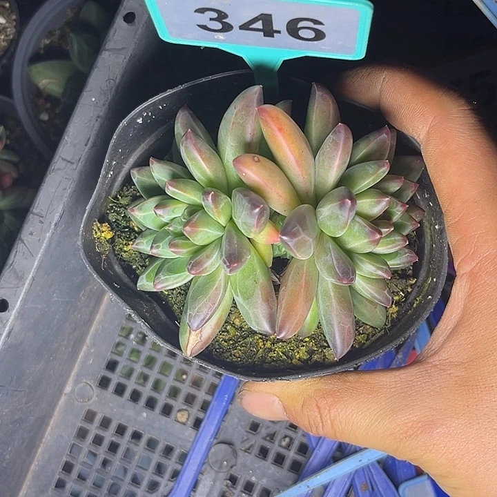 多肉植物彩体梵高346