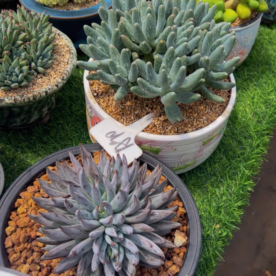 喜***狼两颗一起多肉植物