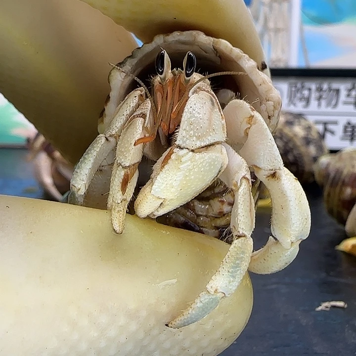 A30灰白1.6cm口径