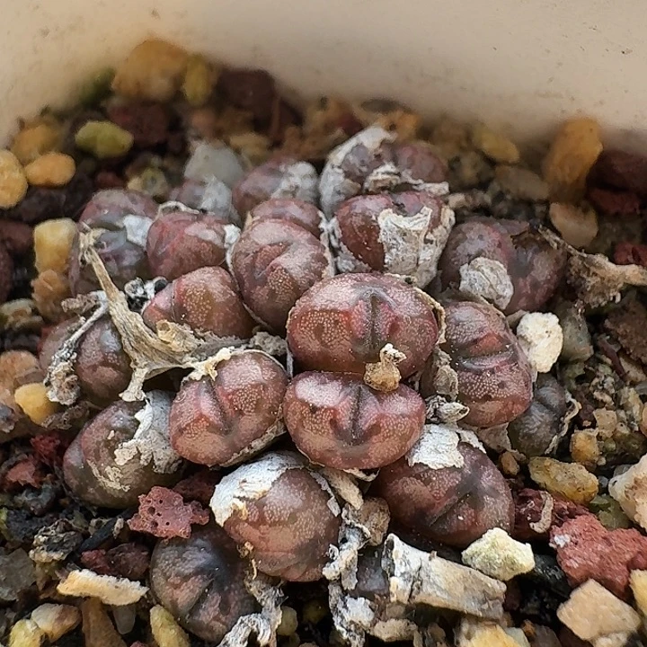 146 群生小m肉锥。