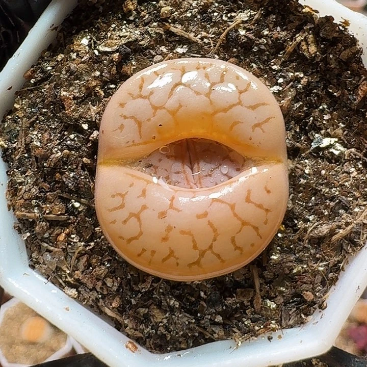 生石花23:：：/。  125