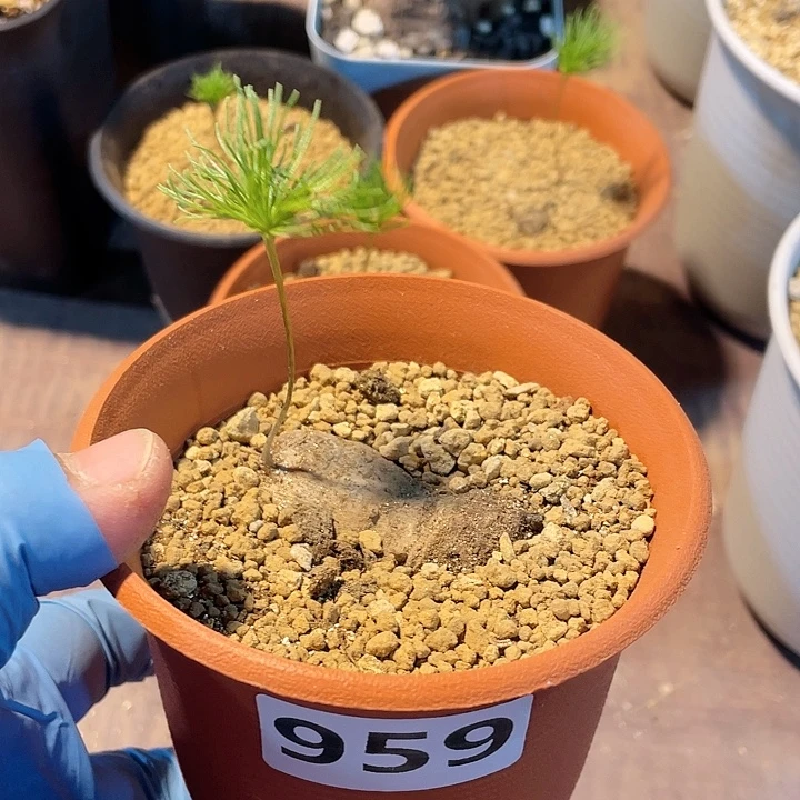 959扫把头雾冰玉块根