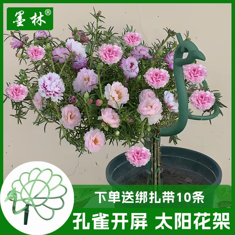 太阳花花架孔雀开屏造型架耐风化塑料重瓣大花马齿苋蟹爪兰吊兰架