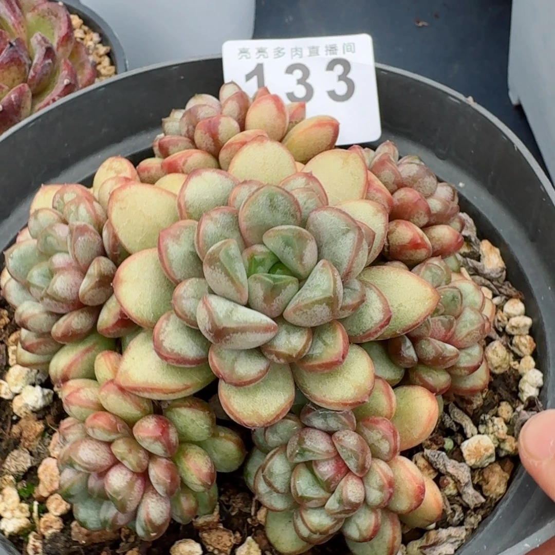 葡萄老桩          摇身一变高富帅，一夜暴富动作快