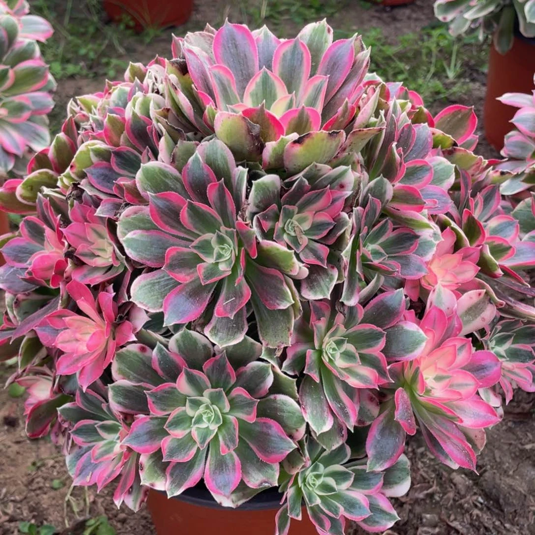 341男神精品法师老桩