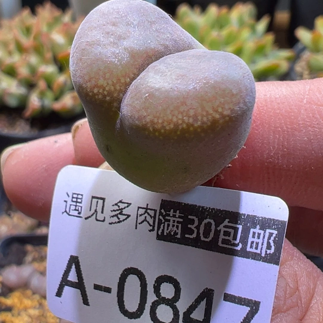 多肉植物111111111111111