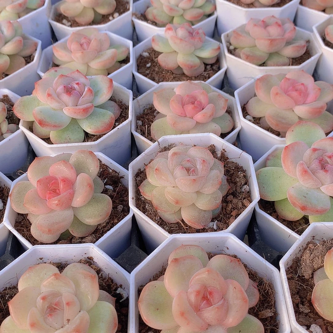 泡冰两颗3467788999000