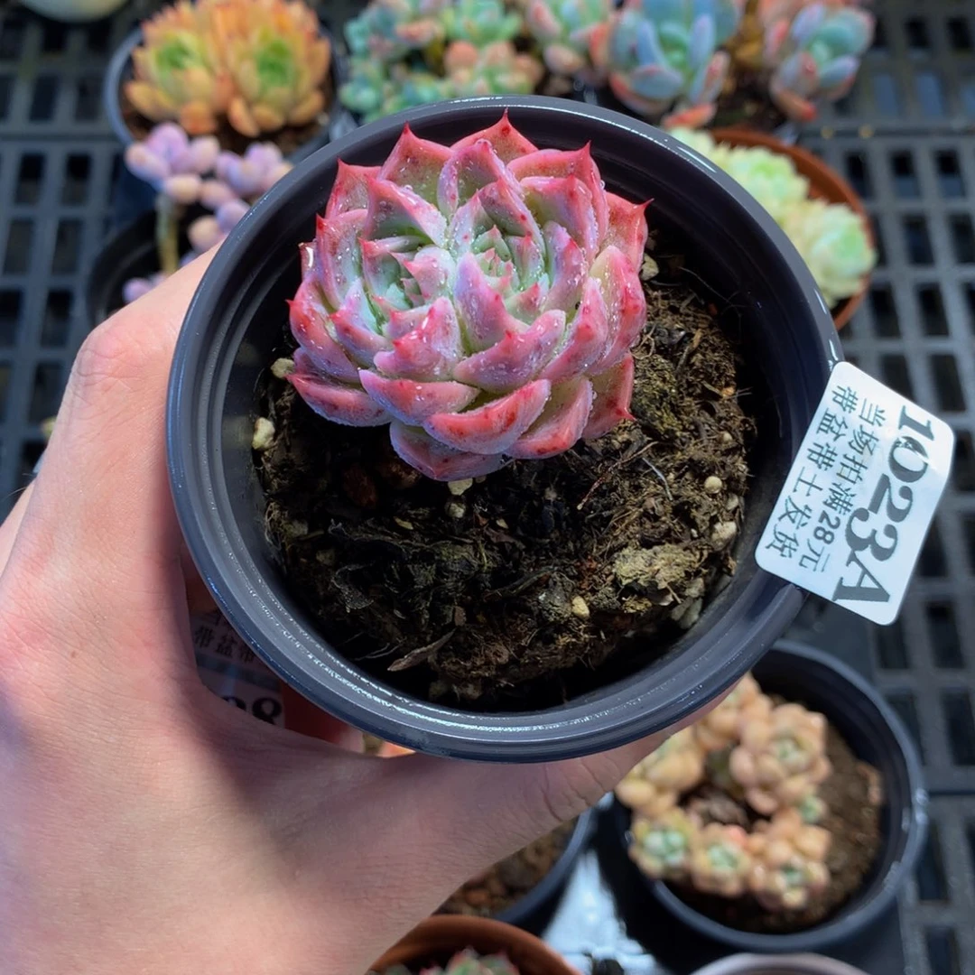 5厘米盆精控多肉1023
