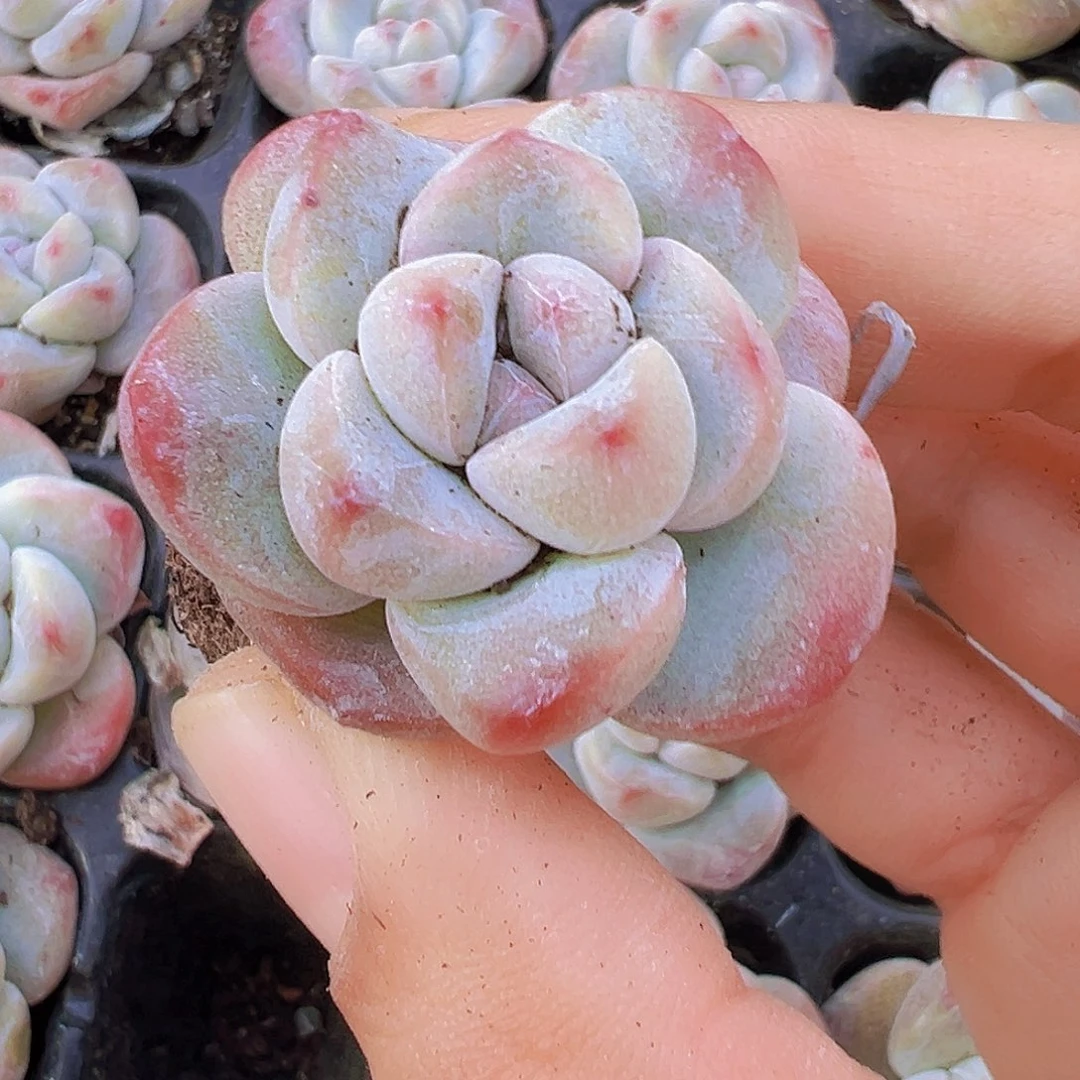 单头丸子冰玉苗5颗多肉