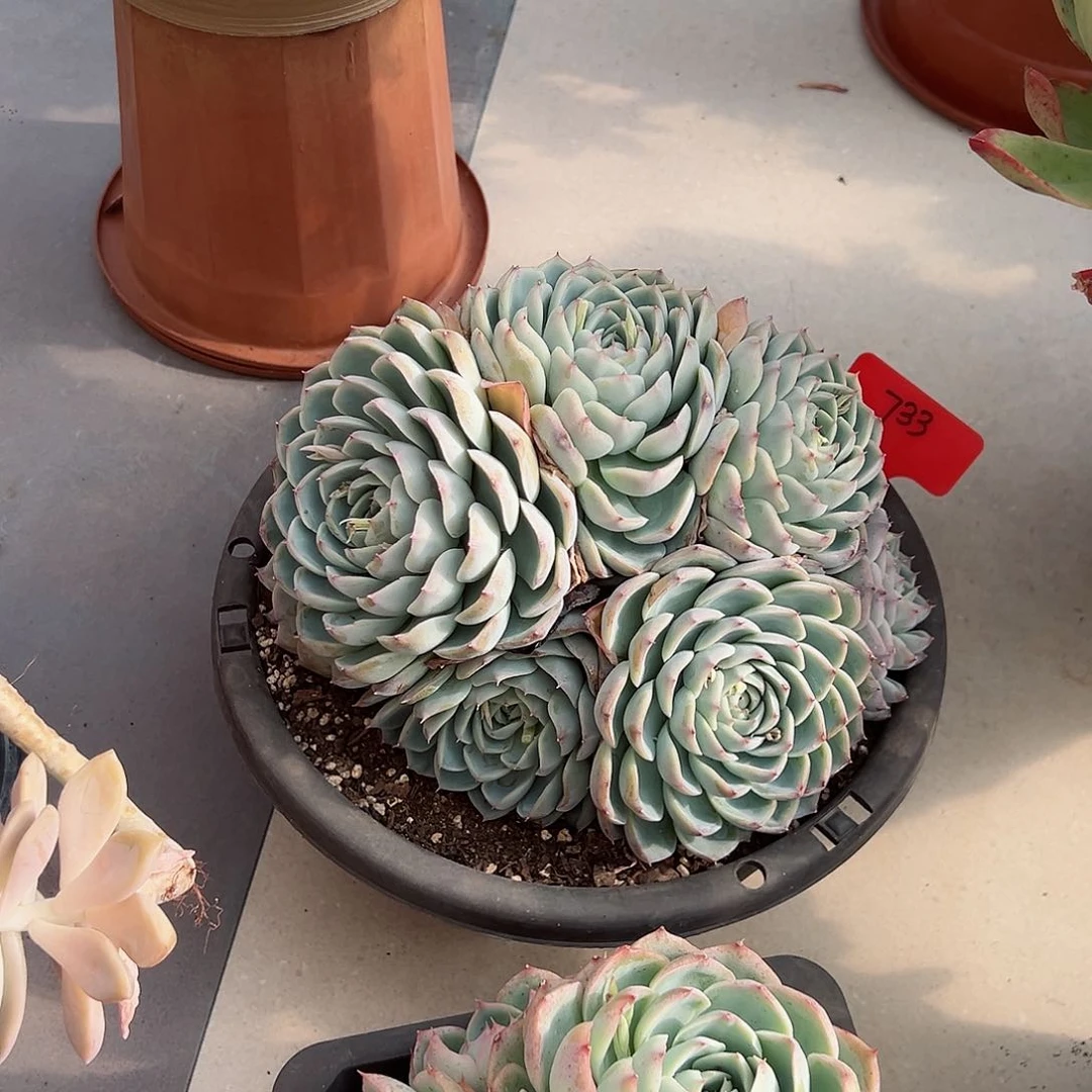 哈****哈733粉水晶多肉植物