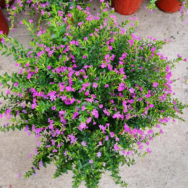满天星盆栽四季开花室内客厅带盆栽好养带花苞发货观花植物常绿