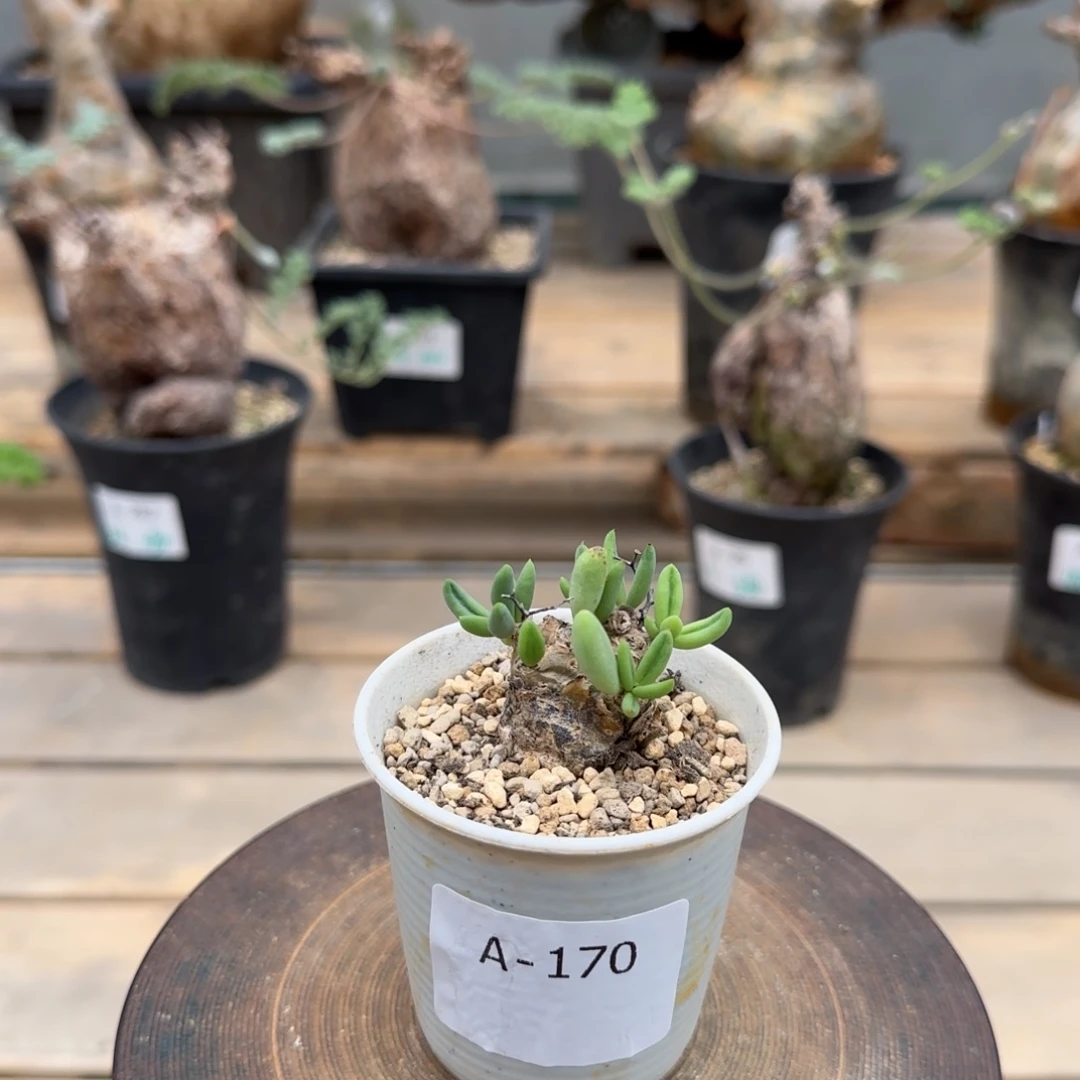 170万物想奇峰锦满50包邮