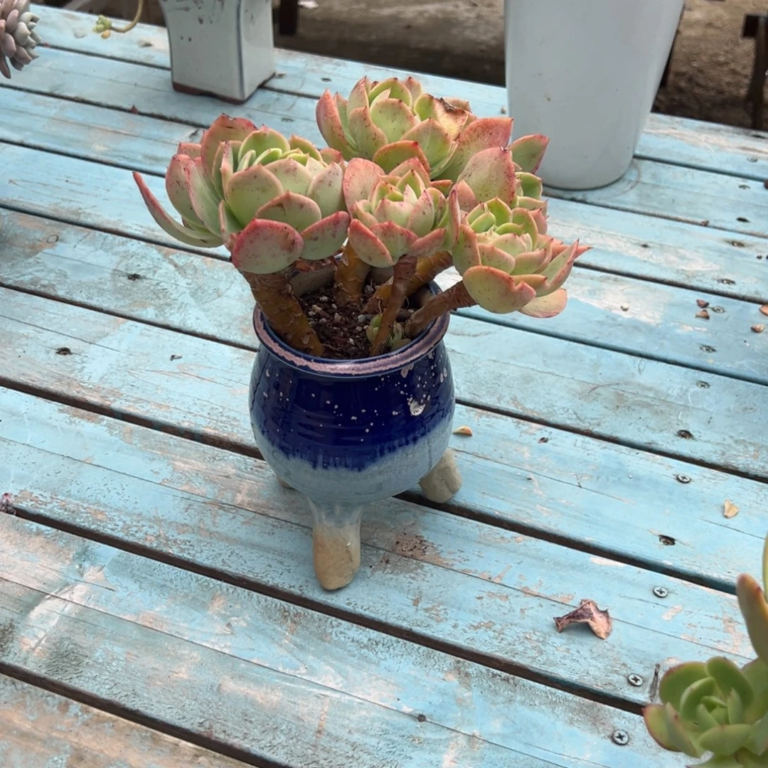 中***心桃花坞多肉植物脱土