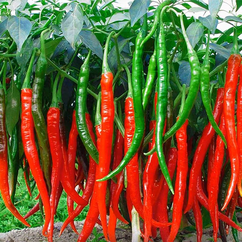 湖南湘西高山露天种植新鲜香辣土辣椒现摘现发