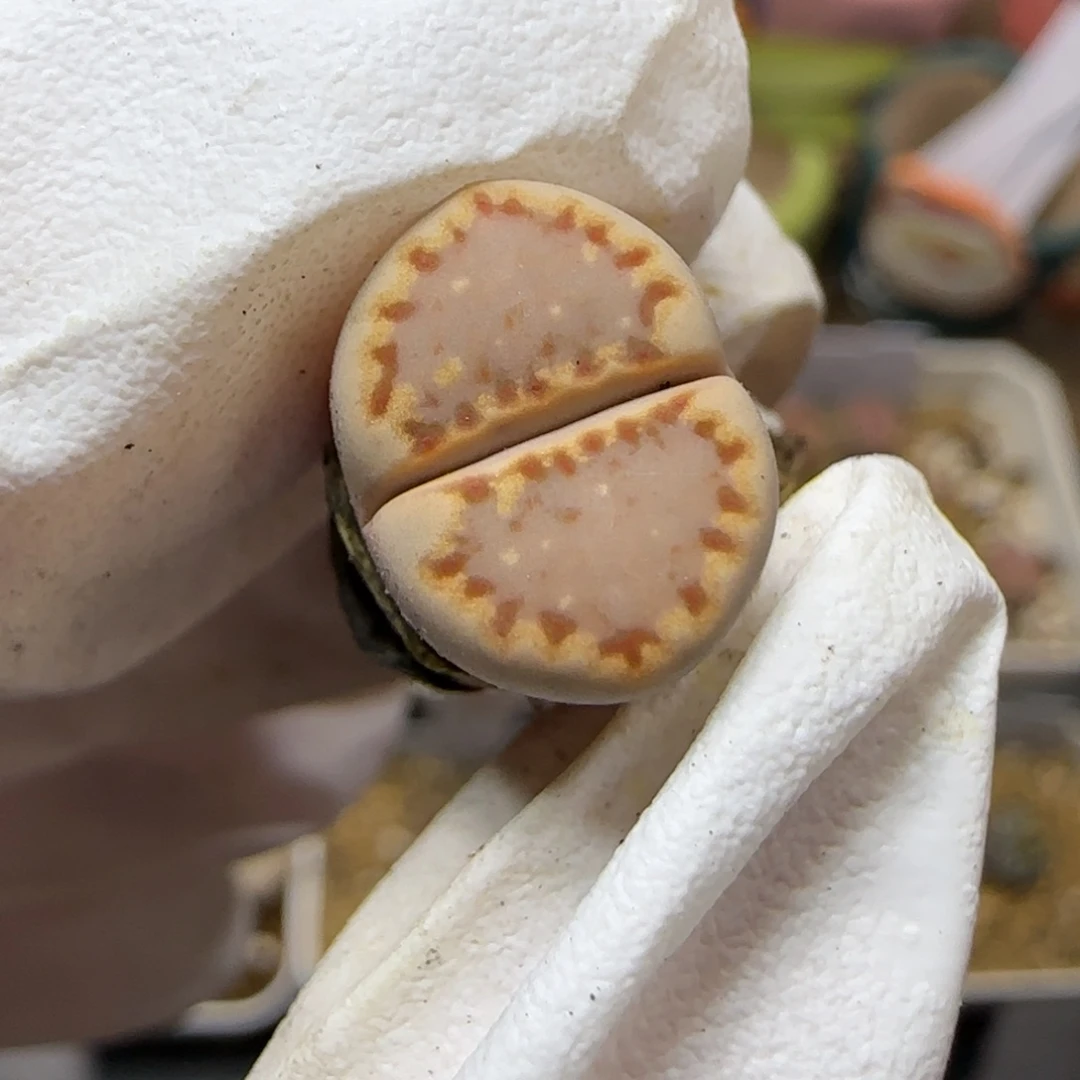 11.7. c24饼干.9006