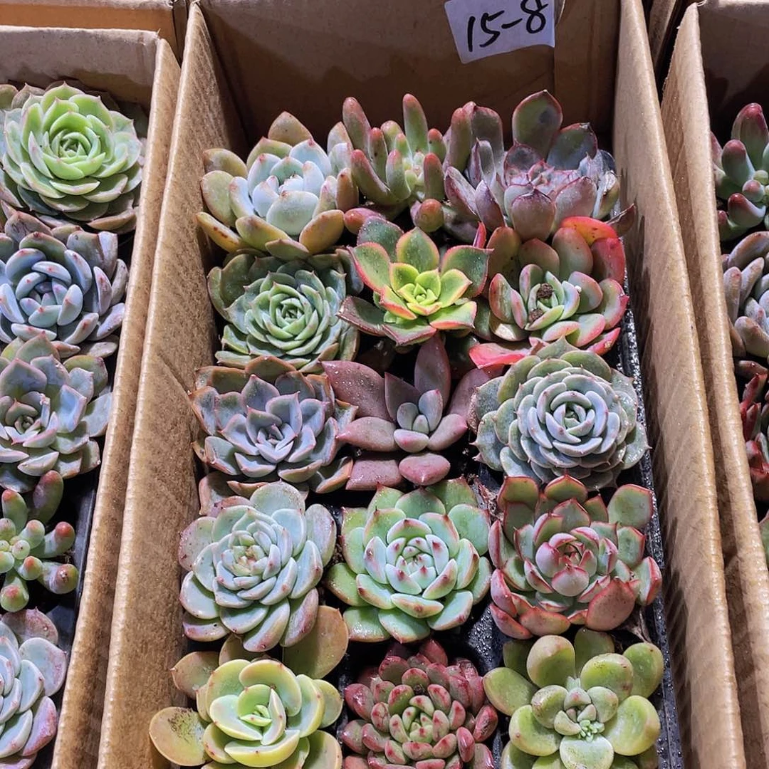 15颗-8号约4-5厘米