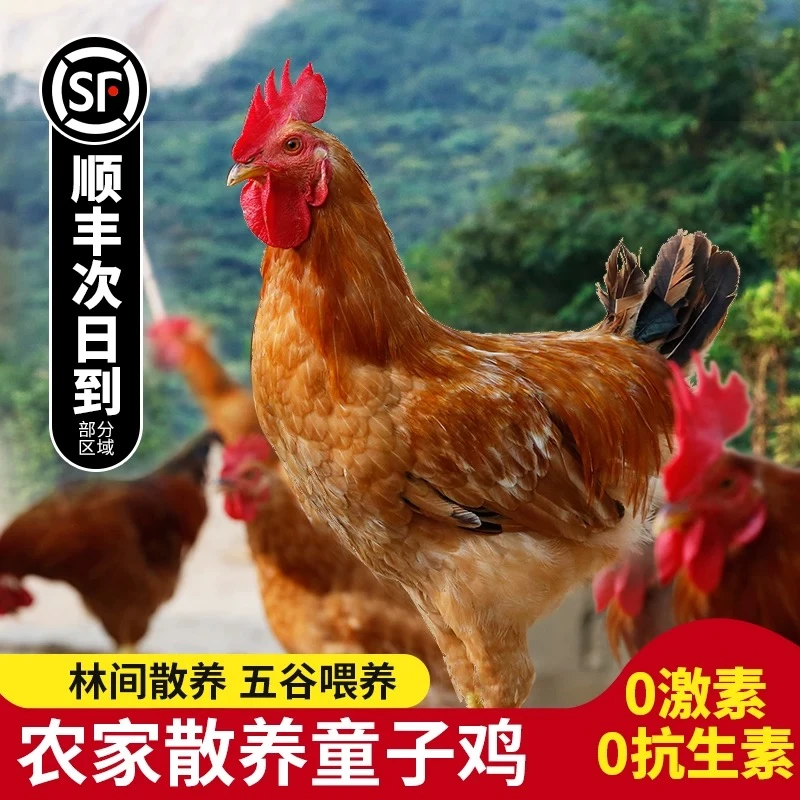 正宗散养高品质土鸡童子鸡清蒸辣子鸡高蛋白（不带内脏）